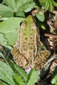 Grenouille verte