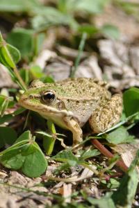 Pelophylax kl. esculentus