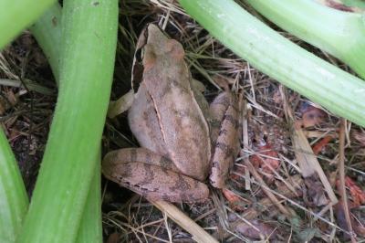 Grenouille agile
