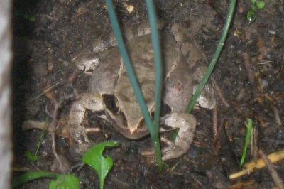 Grenouille agile