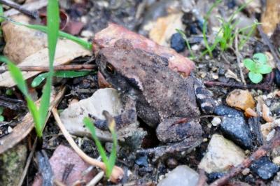 Crapaud