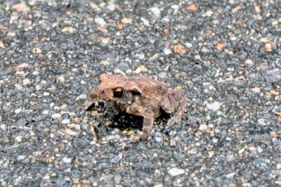Crapaud