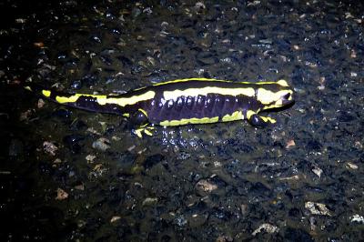 Salamandre tachetée