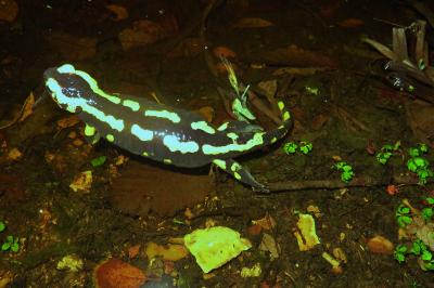 Salamandre tachetée