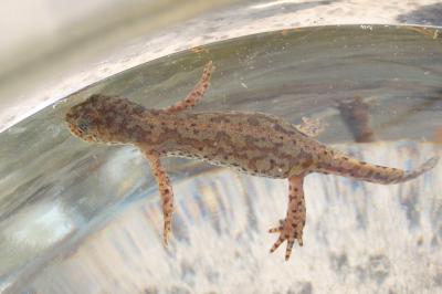 Triton alpestre
