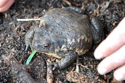 Crapaud épineux 