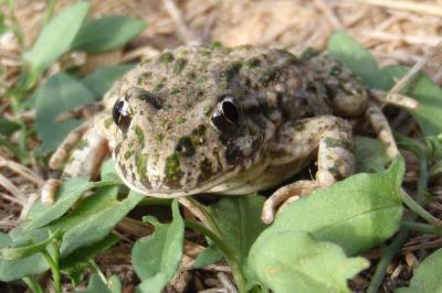 Pélodyte ponctué