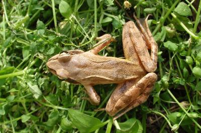 Grenouille agile