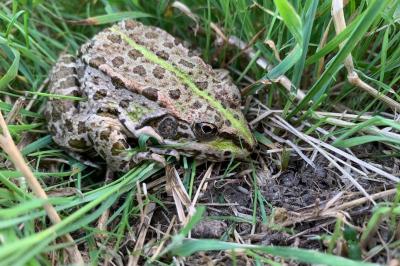 Pelophylax ridibundus
