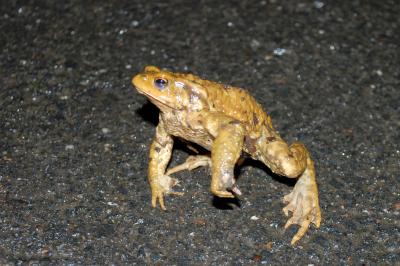 Bufo spinosus