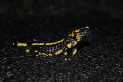 Salamandra salamandra