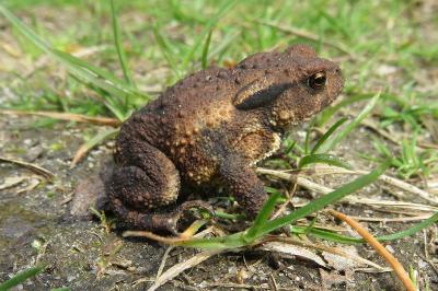 Bufo spinosus