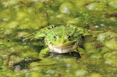 Pelophylax kl. esculentus