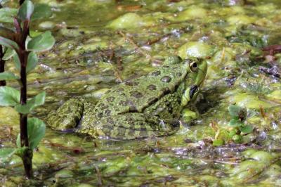 Pelophylax kl. esculentus