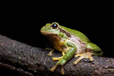 Hyla arborea