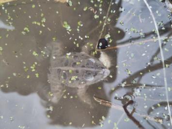 Grenouille verte