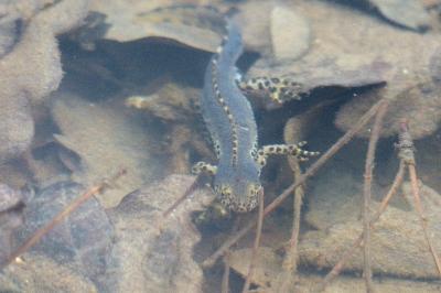 Triton alpestre