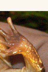 Grenouille agile