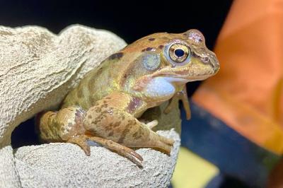 Grenouille rousse