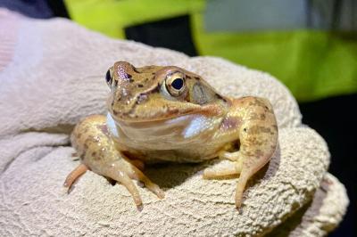 Grenouille rousse
