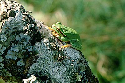 Rainette verte