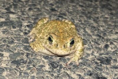 Crapaud calamite