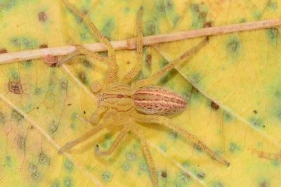 Micrommata virescens
