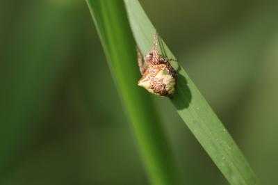 Gibbaranea bituberculata