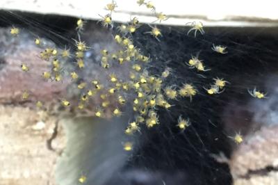 Araneus diadematus