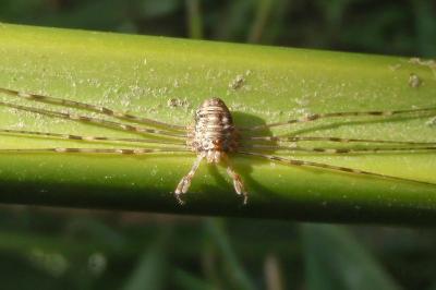 Dicranopalpus ramosus