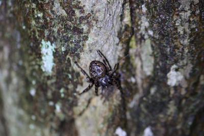 Nuctenea umbratica