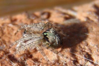 Gibbaranea gibbosa