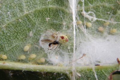 Nigma puella