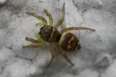 Heliophanus tribulosus
