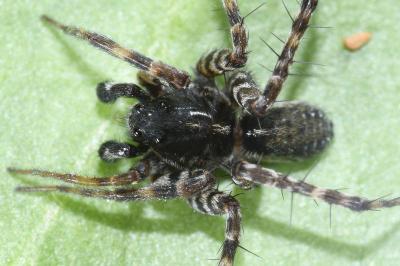 Pardosa prativaga