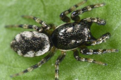 Salticus zebraneus