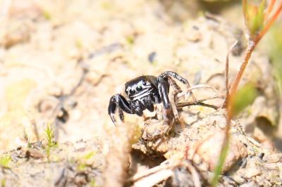 Evarcha arcuata