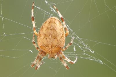Araneus diadematus