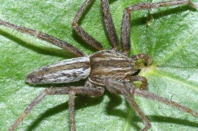Tibellus oblongus