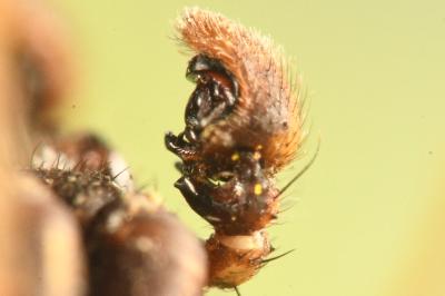 Xysticus kochi
