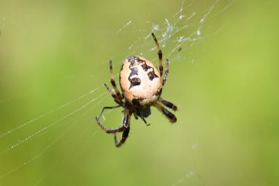 Larinioides cornutus