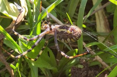 Argiope bruennichi