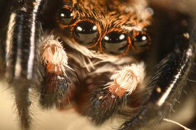 Pseudeuophrys erratica
