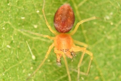 Nigma puella
