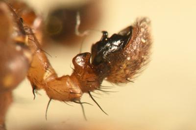 Xysticus lanio