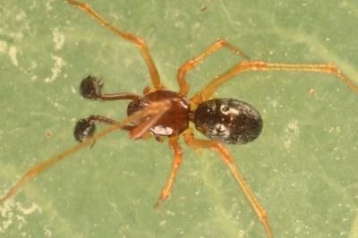 Neottiura bimaculata