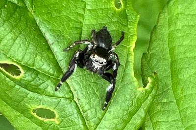 <i>Evarcha arcuata</i>