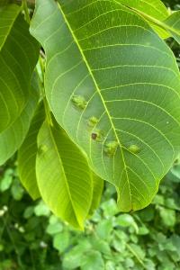<i>Aceria erinea</i>