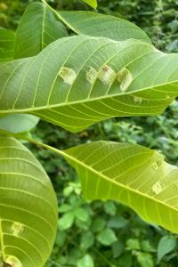 <i>Aceria erinea</i>