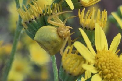 <i>Thomisus onustus</i>